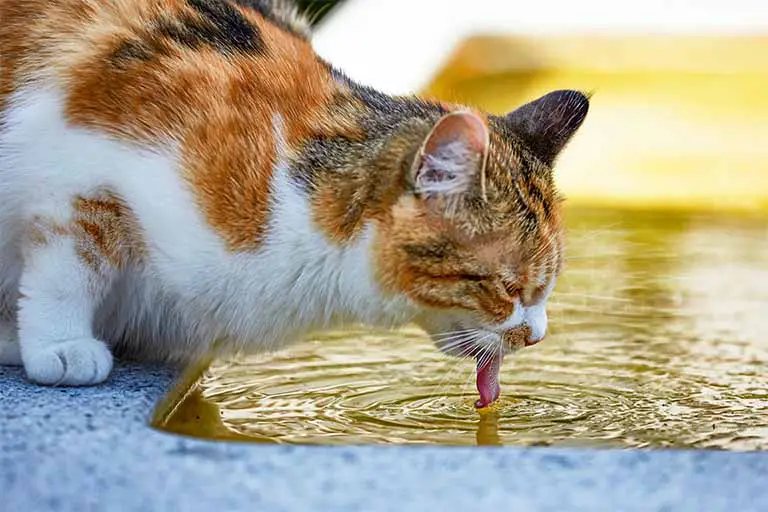 les chats ont peur de l'eau
