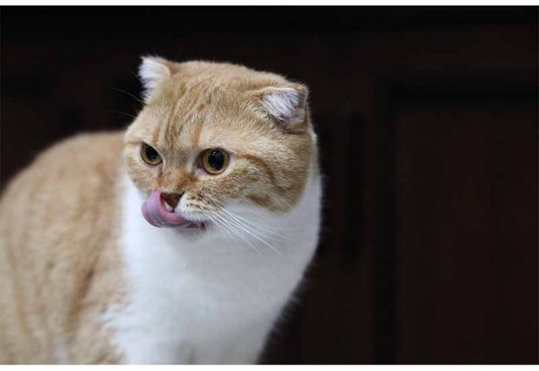 Top 5 des meilleurs distributeurs de croquettes pour chat