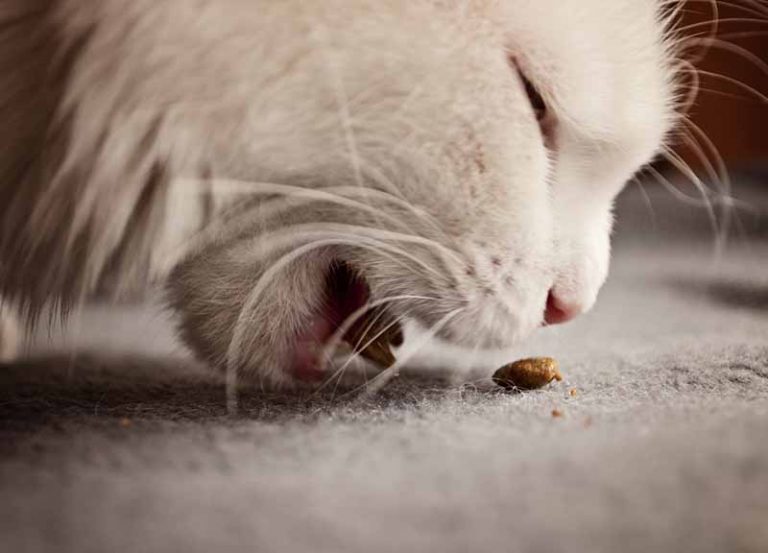 Les 7 meilleures croquettes pour chat 2026