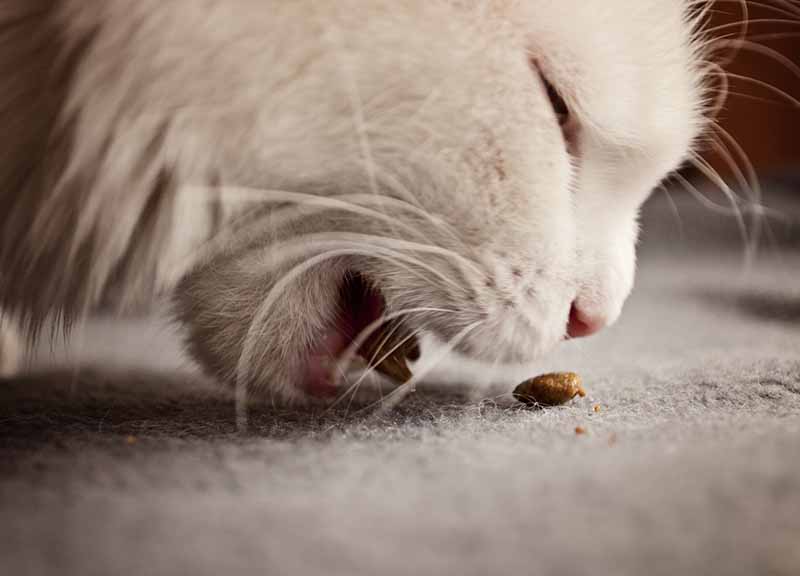 Croquettes pour chat stérilisé