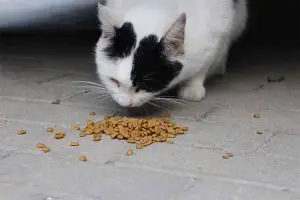 chat qui ne mange plus