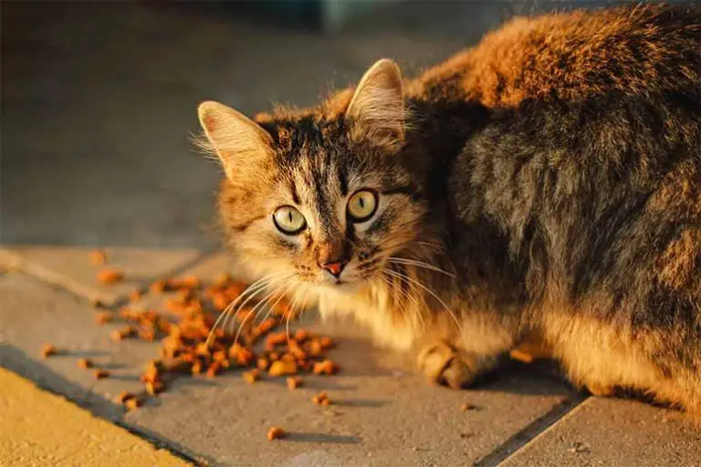 Meilleures croquettes pour chat stérilisé 2026 (sans céréales)