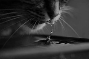 fontaine à eau pour chat