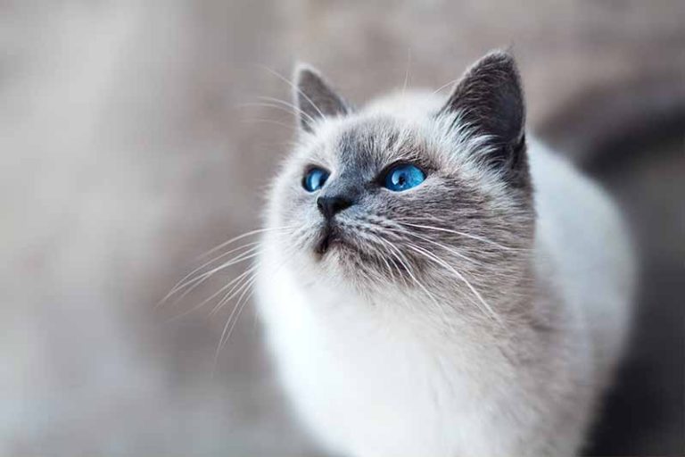 Croquette sur mesure chat