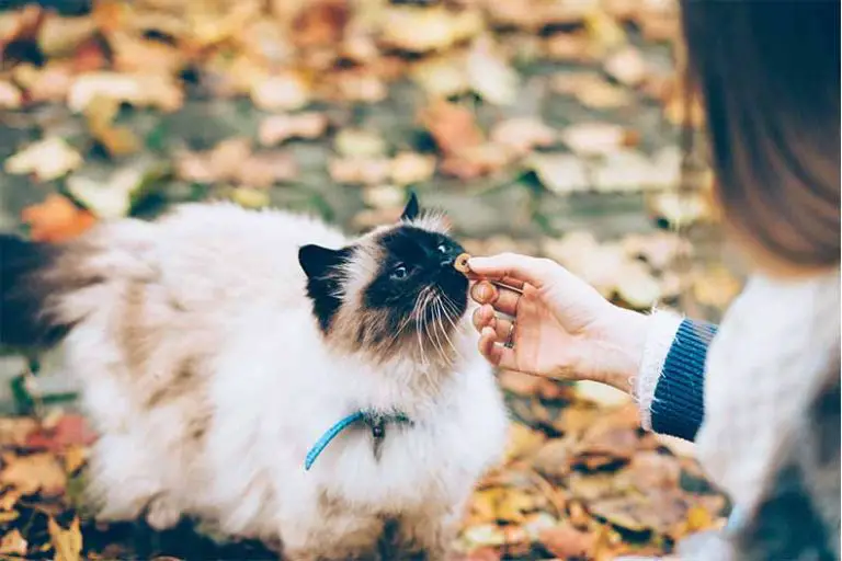 Les 9 meilleures friandises pour chat en 2026