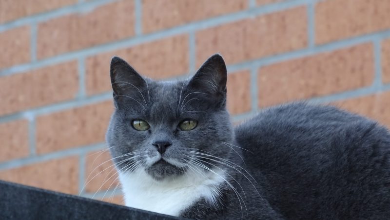 Chat adulte