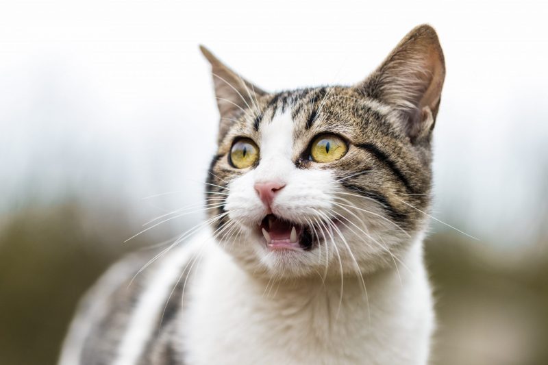 Chat qui miaule