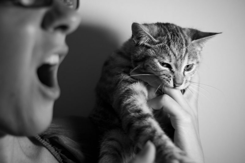 Chat qui mord les doigts