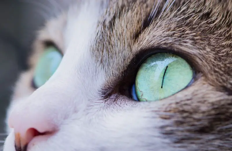Yeux de chat