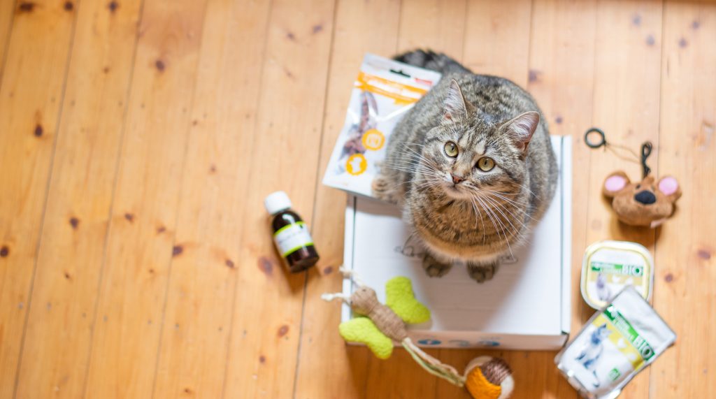 chat sur une miaoubox