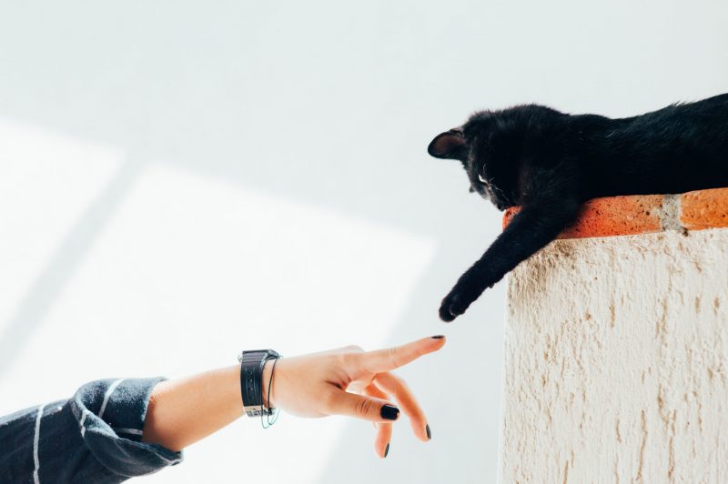 Patte de chat