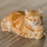 chat roux