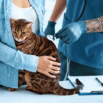 animal cardiology. veterinarian doctor listening to cat's heartbeat at hospital, close up