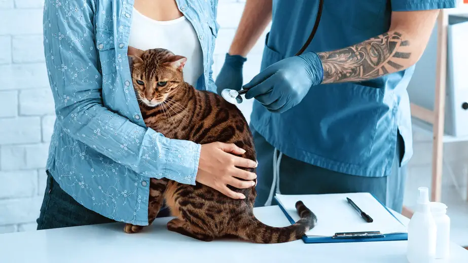 animal cardiology. veterinarian doctor listening to cat's heartbeat at hospital, close up