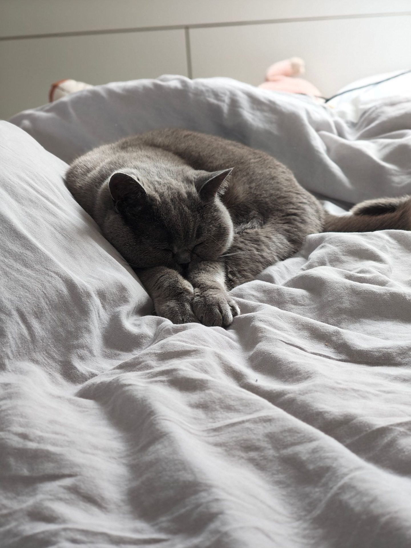 Chat gris British Shorthair endormi paisiblement sur un lit