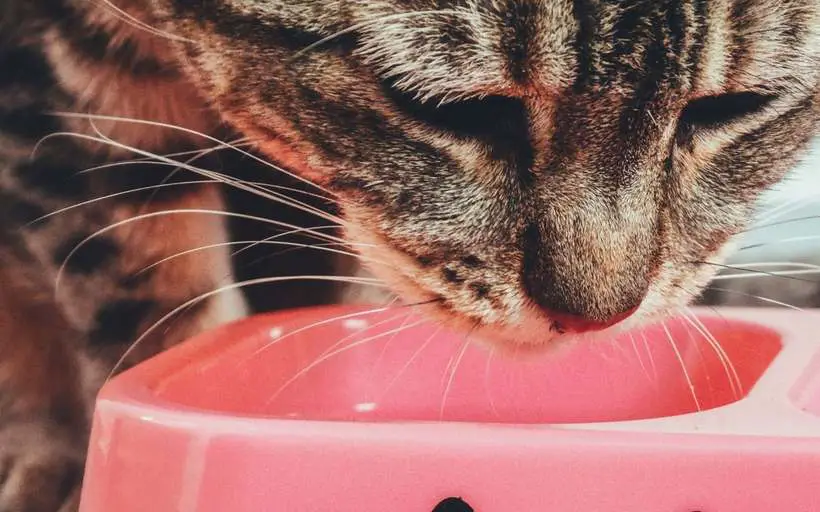 Chat tigré qui mange dans sa gamelle, illustration de la nutrition du chat