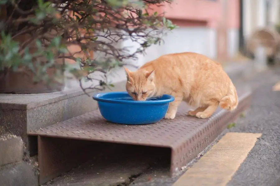 Chat roux qui boit dans une bassine d'eau à l'extérieur par temps chaud, hydratation du chat