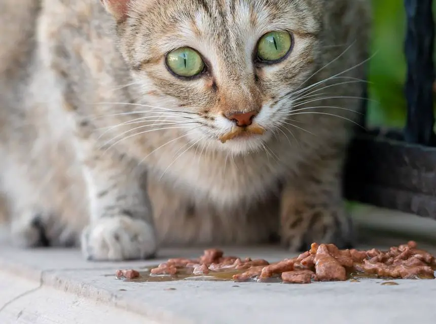 Chat mangeant de la pâtée, comparaison avec les croquettes