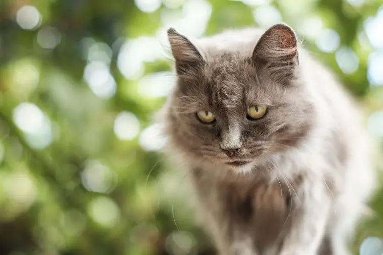 alimentation chat senior