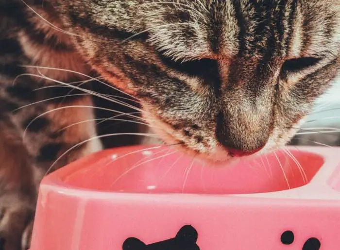 chat qui mange une pâtée dans une gamelle, comparatif pâtées pour chat